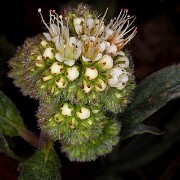 Phacelia hetrophylla 16-0911